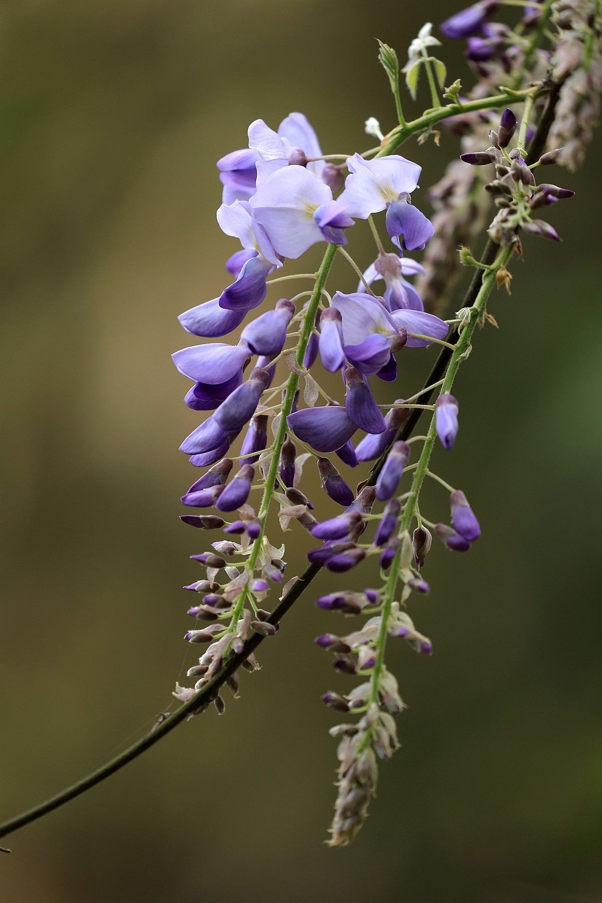 紫藤 【三】    2025.107