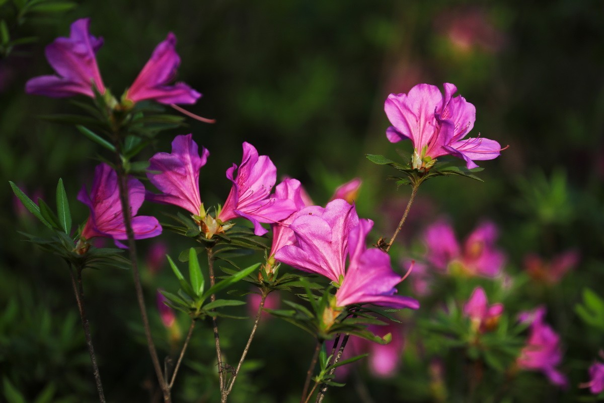 杜鹃花开映山红2
