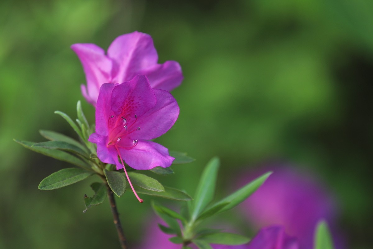杜鹃花开映山红2