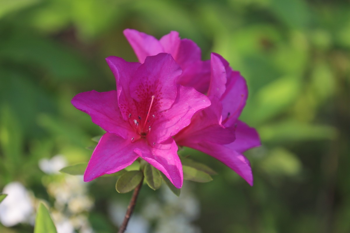 杜鹃花开映山红2