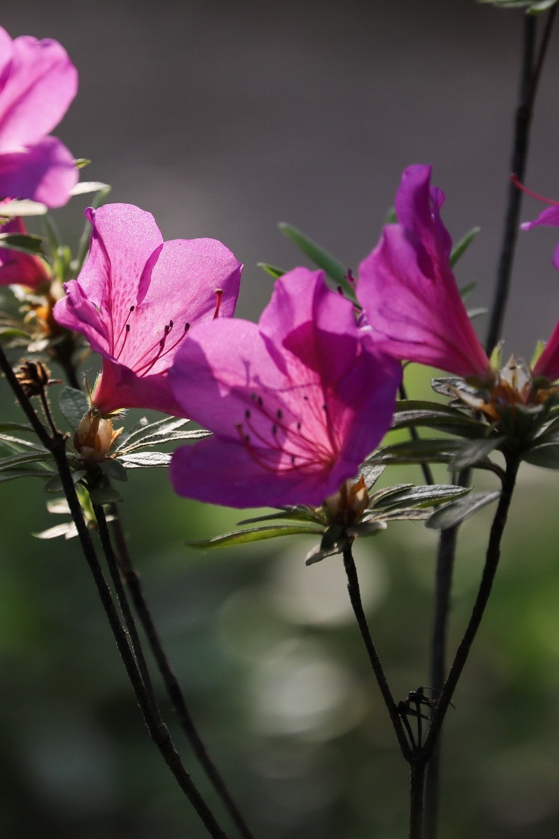 杜鹃花开映山红2
