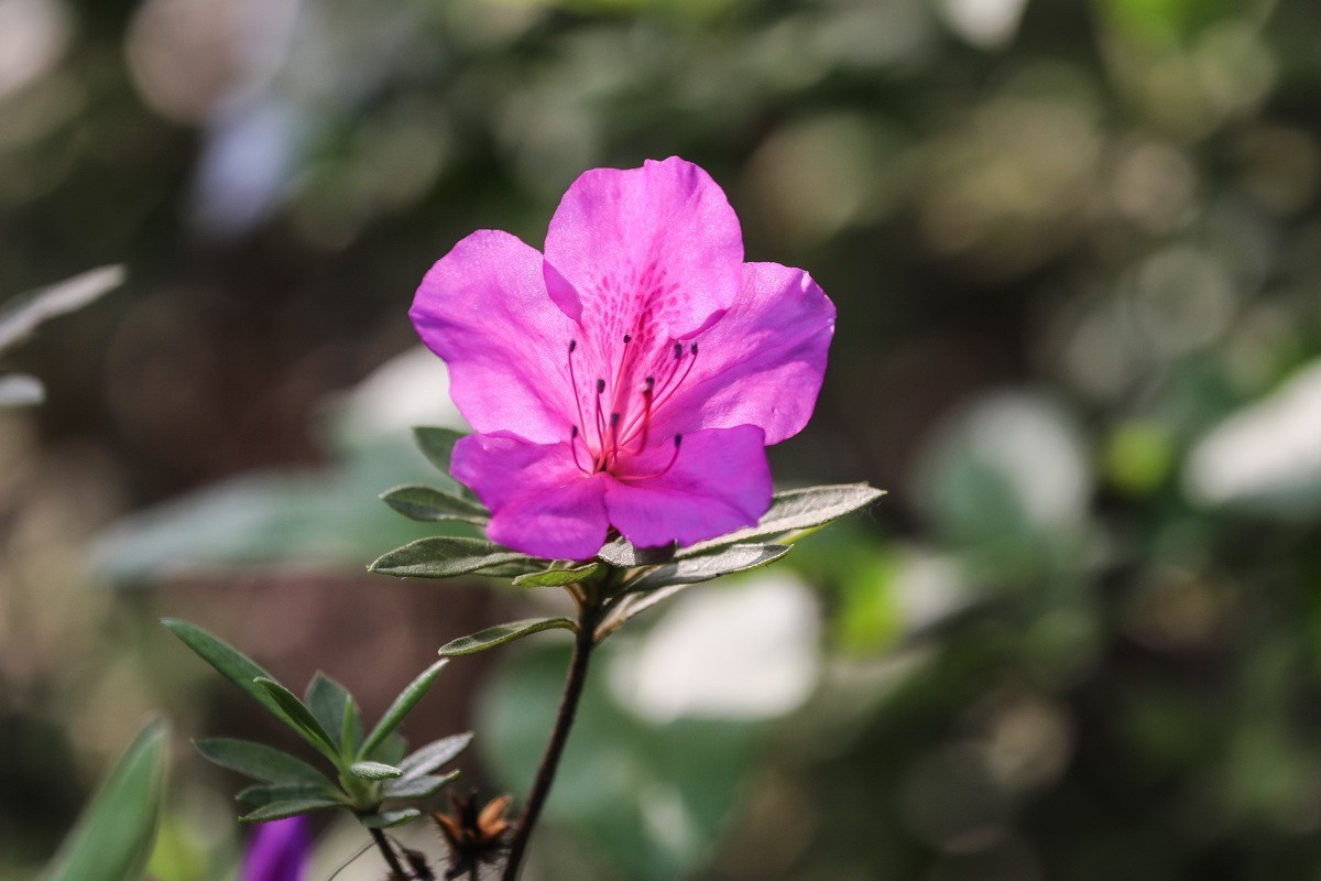 杜鹃花开映山红2