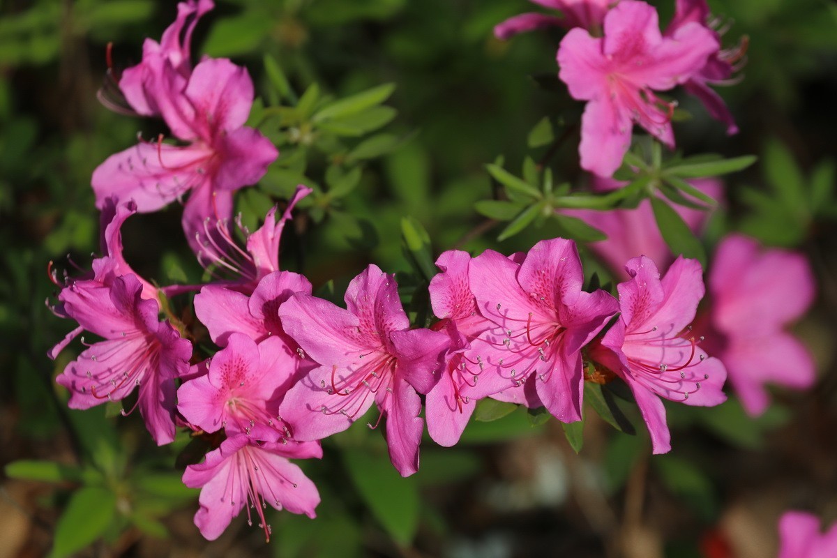 杜鹃花开映山红2