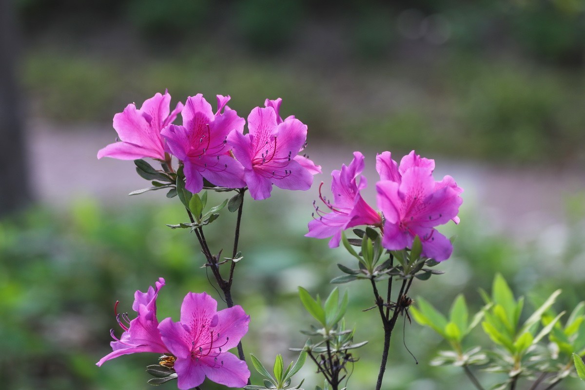 杜鹃花开映山红2