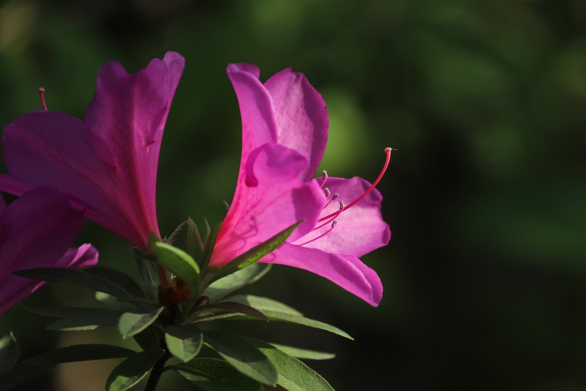 杜鹃花开映山红2