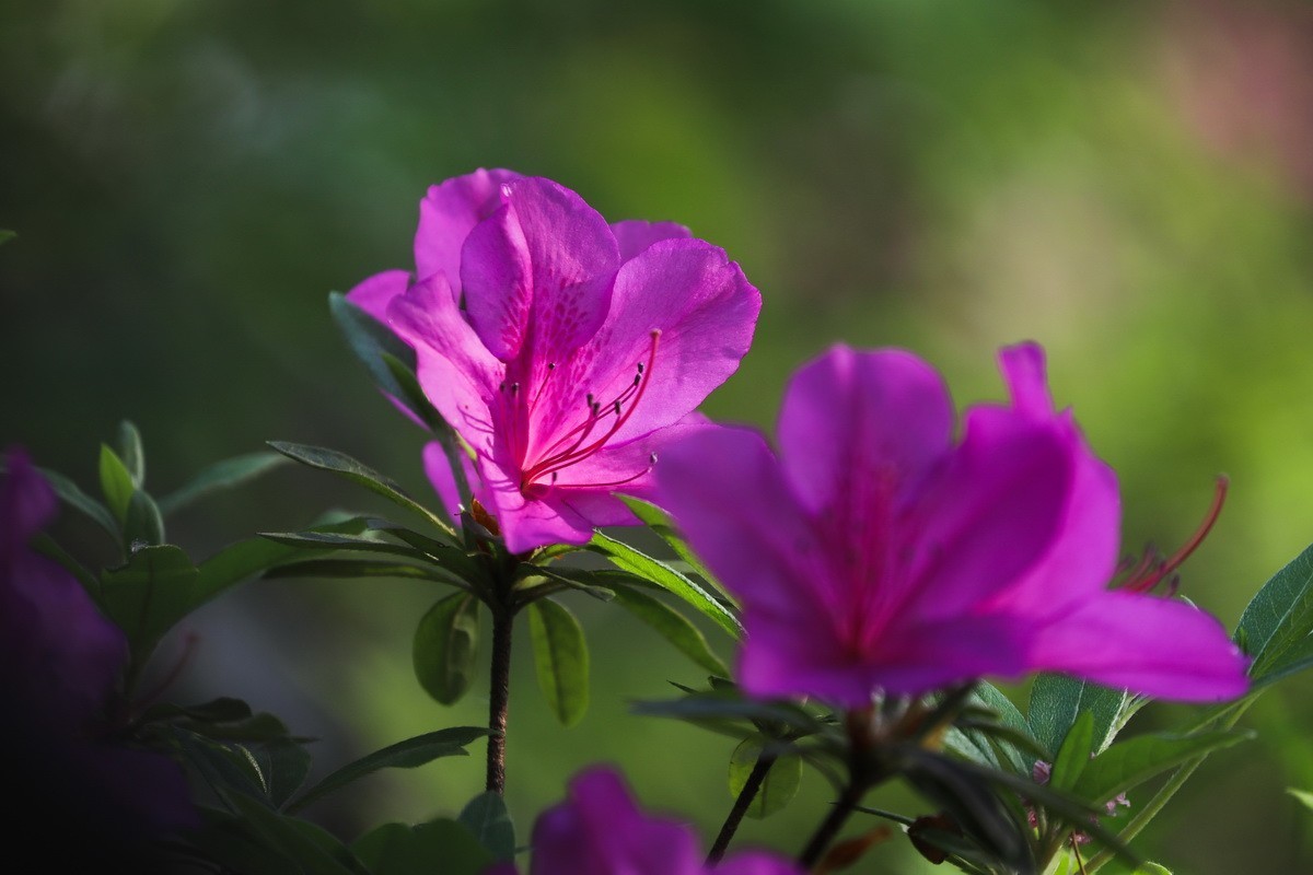 杜鹃花开映山红2