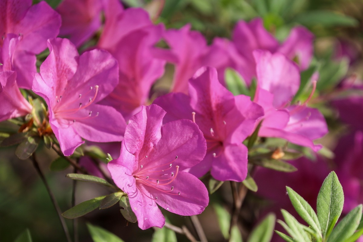 杜鹃花开映山红2