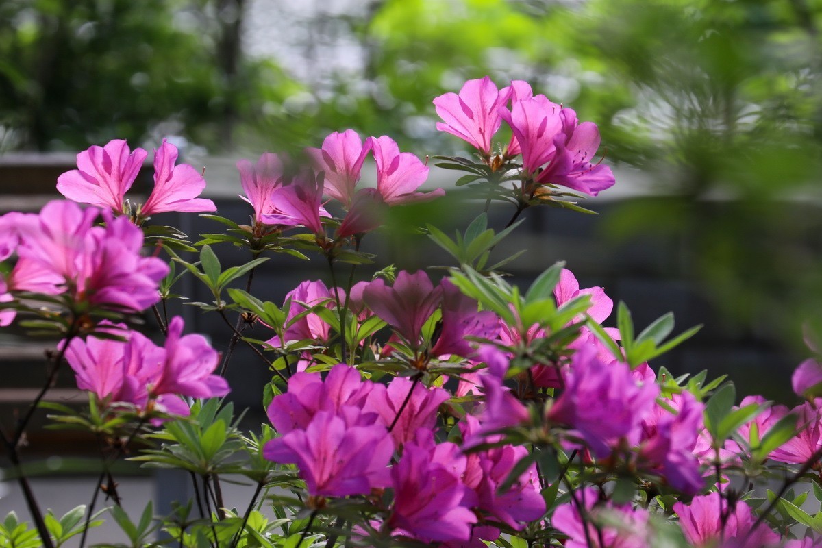 杜鹃花开映山红2