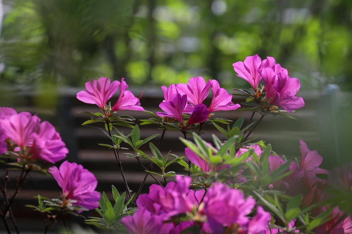 杜鹃花开映山红2