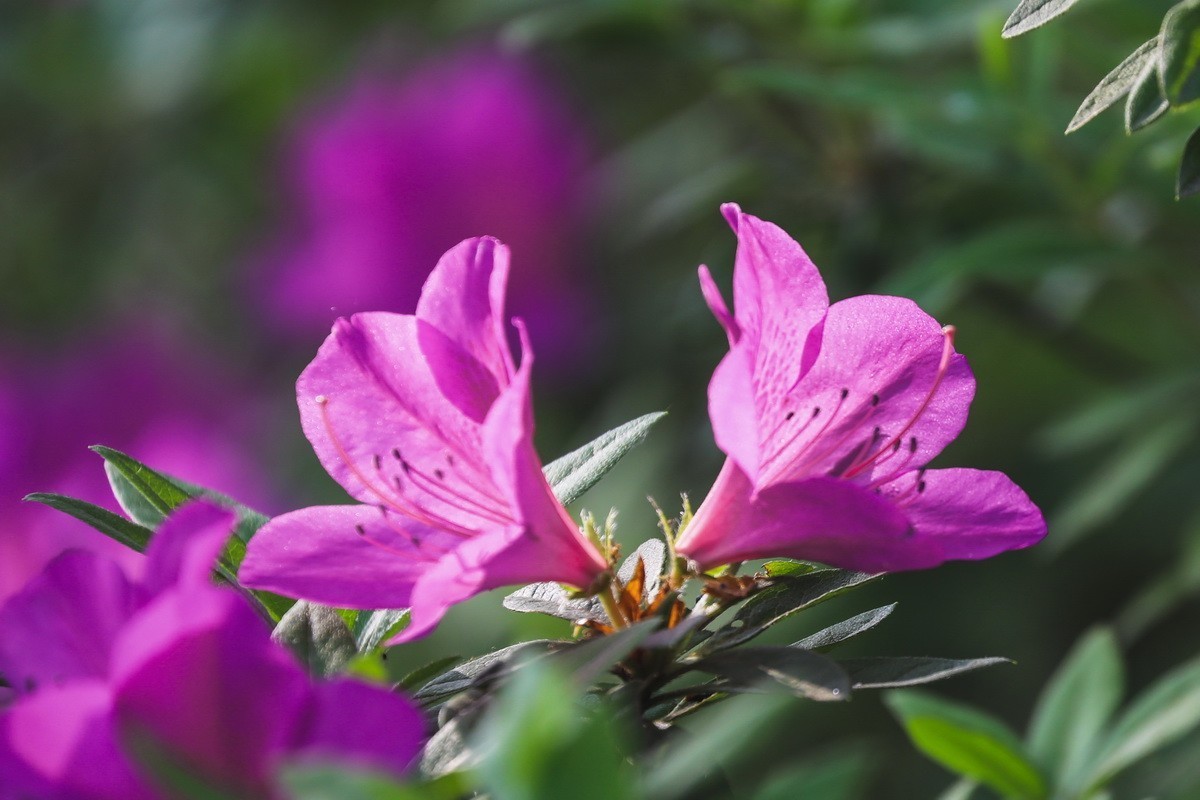 杜鹃花开映山红2
