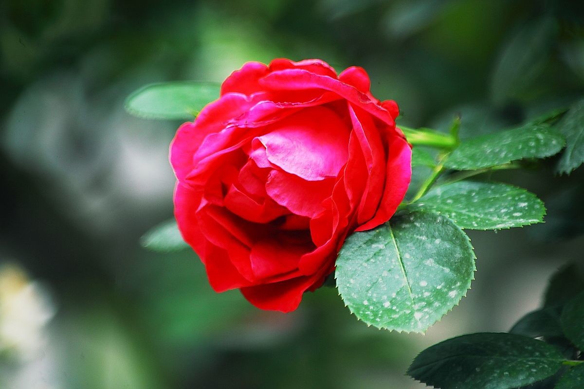 自家花园的花