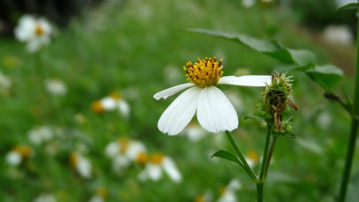 2025花季印象 -之FZ28