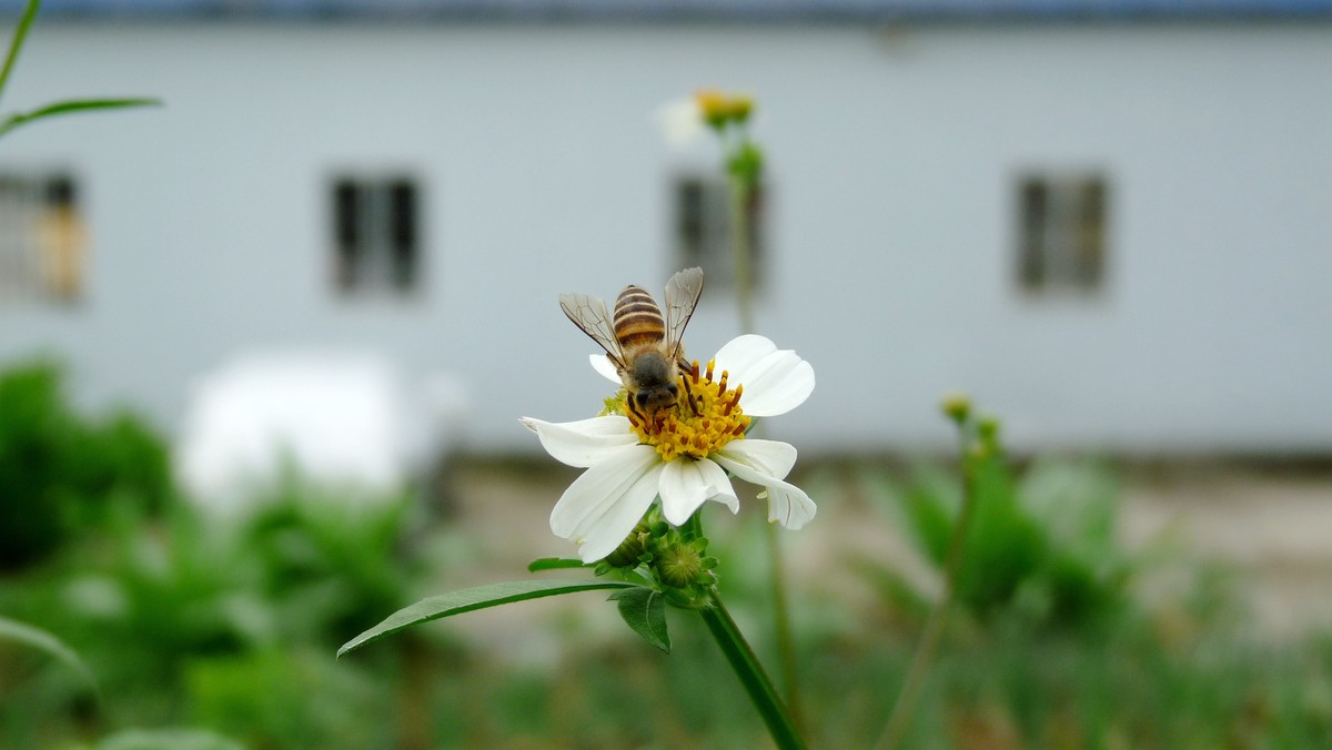 2025花季印象 -之FZ28