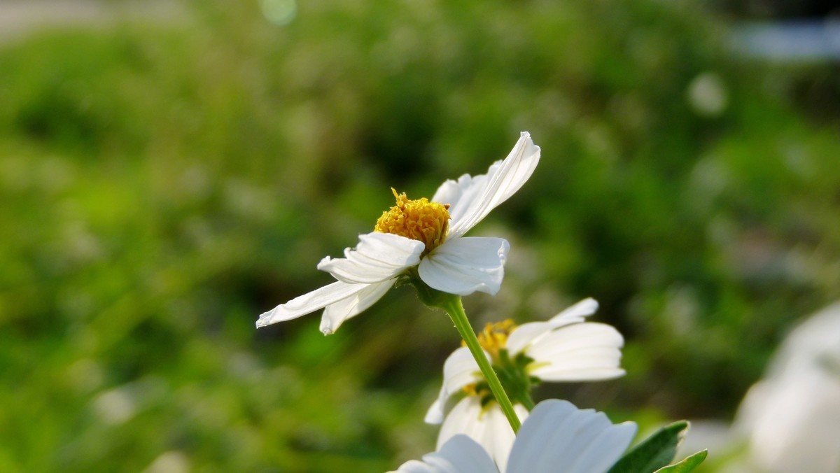 2025花季印象 -之FZ28