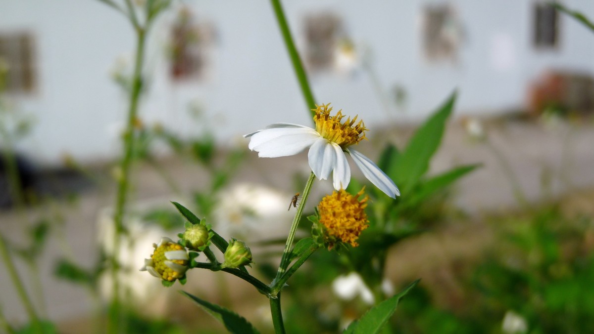 2025花季印象 -之FZ28