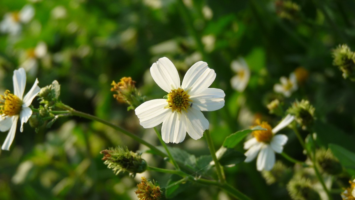 2025花季印象 -之FZ28