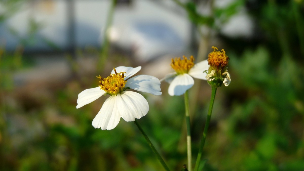 2025花季印象 -之FZ28