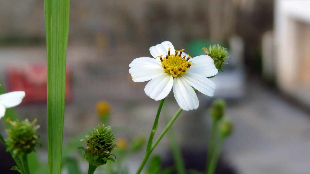 2025花季印象 -之FZ28