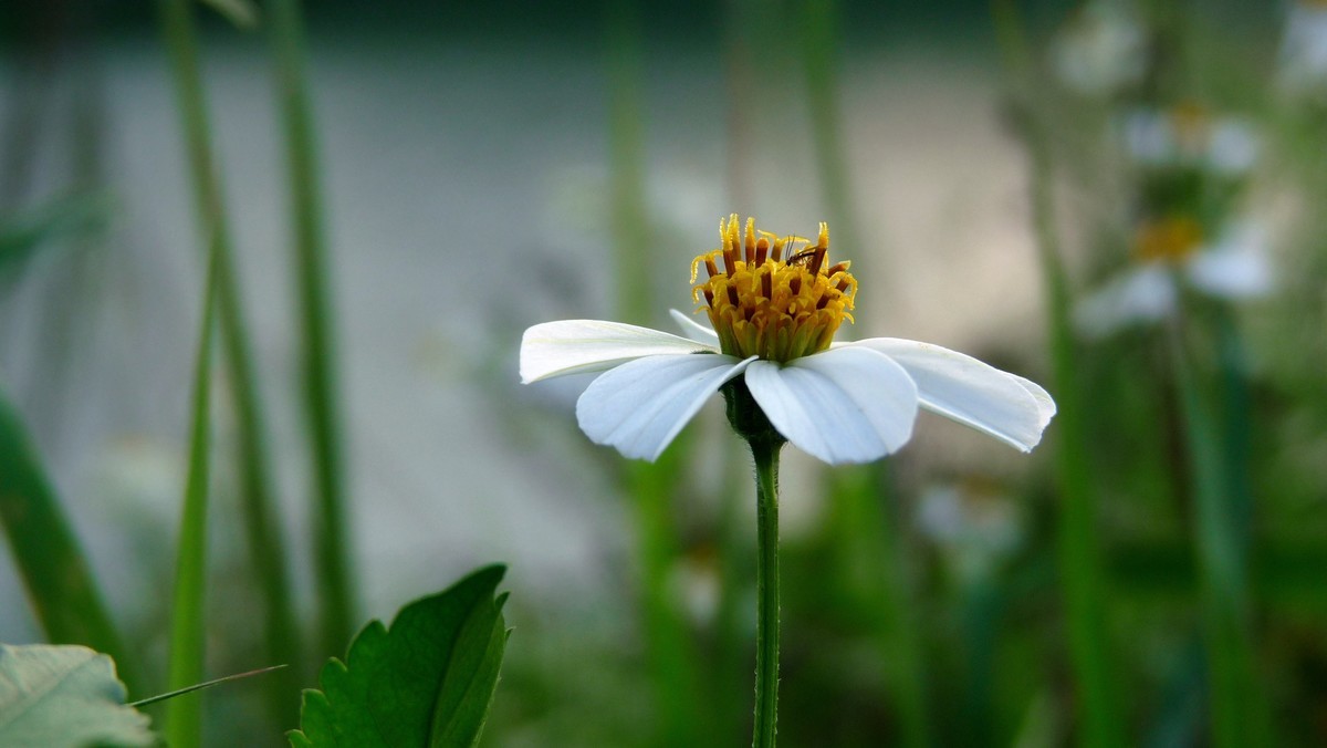 2025花季印象 -之FZ28