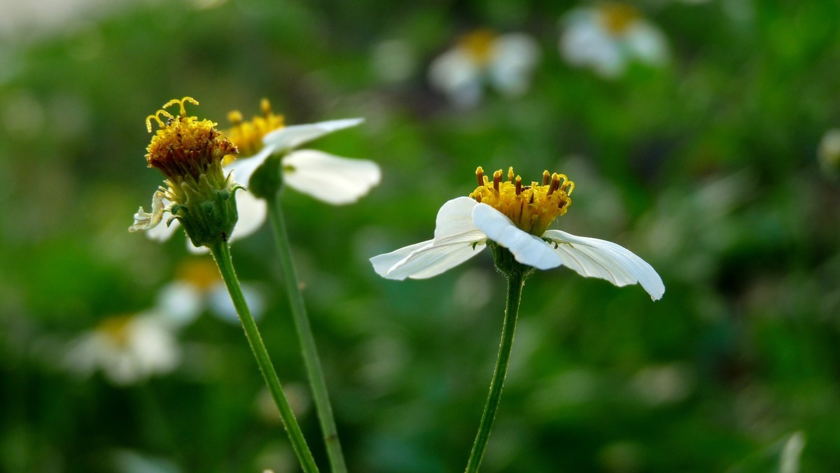 2025花季印象 -之FZ28