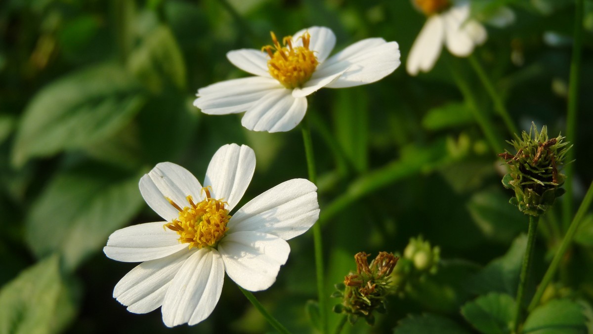 2025花季印象 -之FZ28