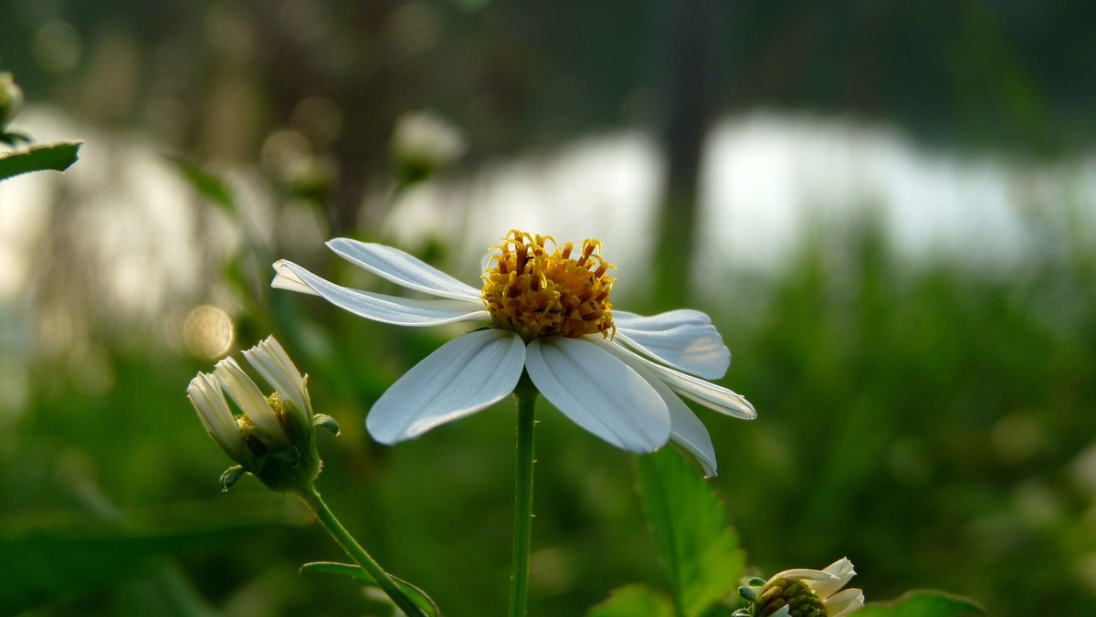 2025花季印象 -之FZ28