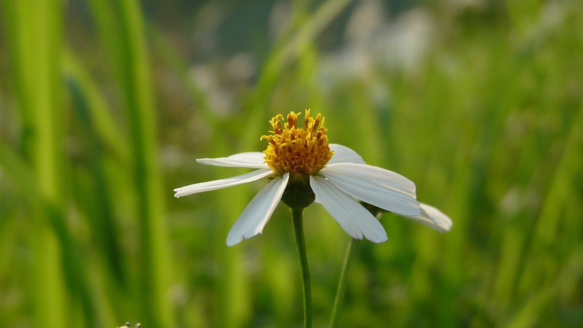 2025花季印象 -之FZ28