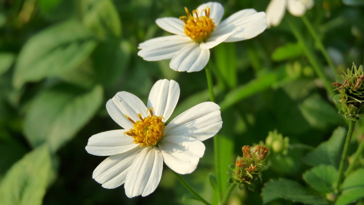 2025花季印象 -之FZ28