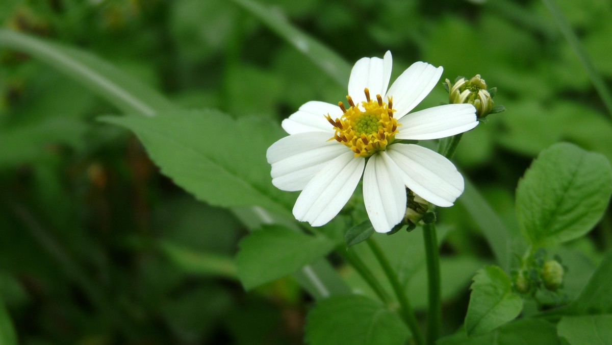 2025花季印象 -之FZ28