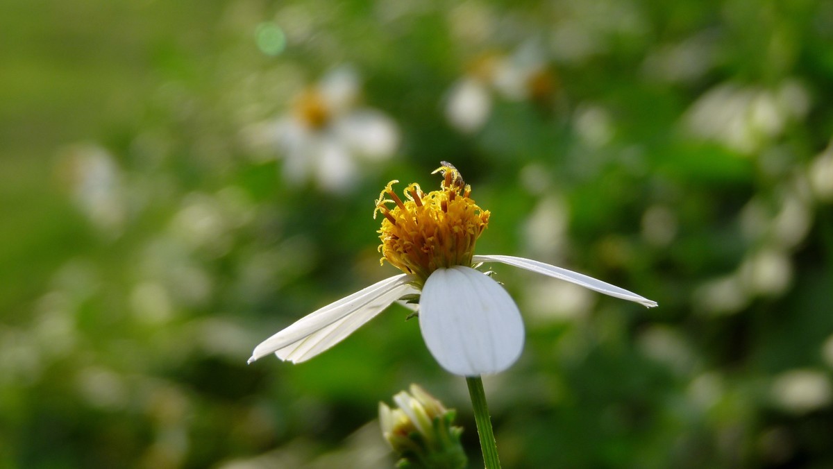 2025花季印象 -之FZ28