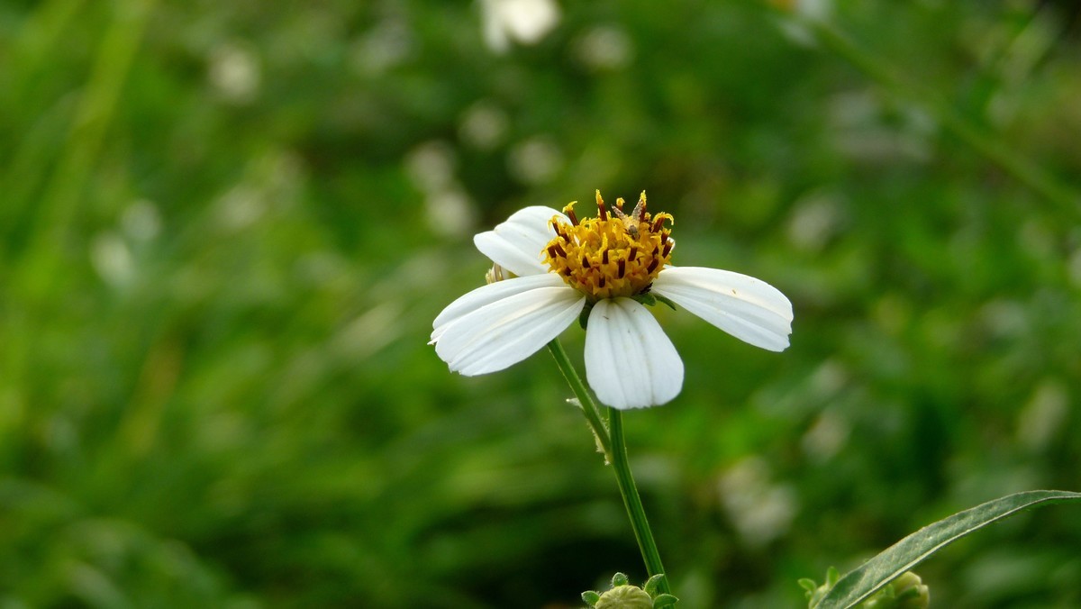 2025花季印象 -之FZ28