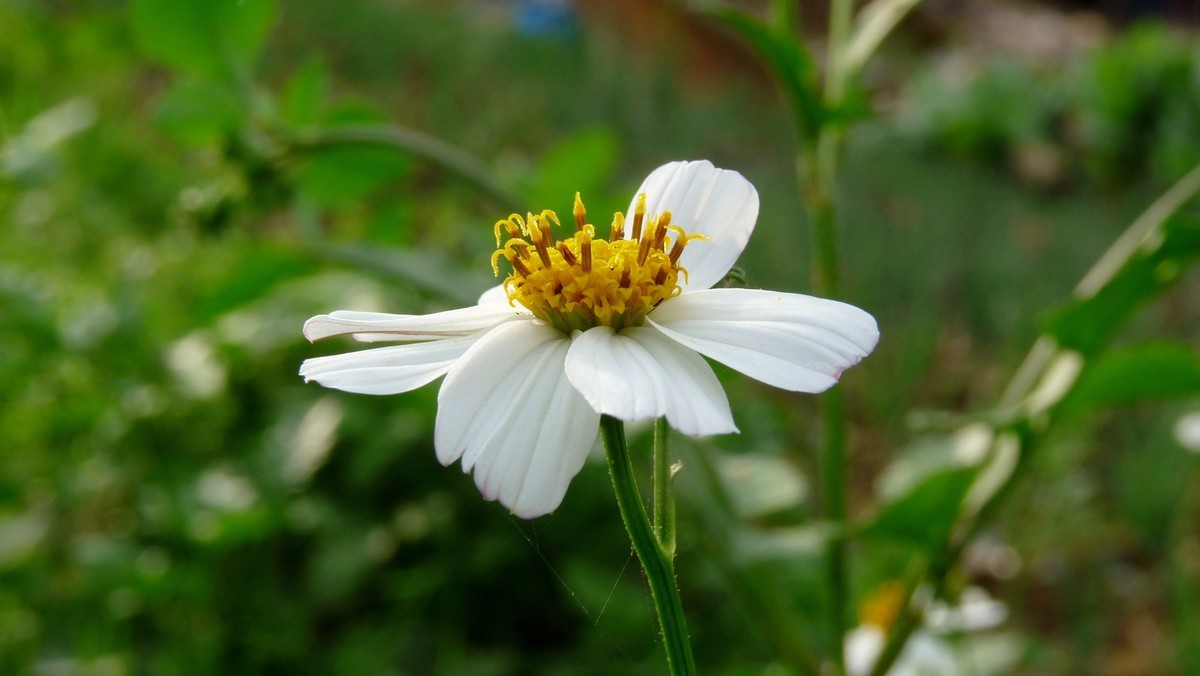 2025花季印象 -之FZ28