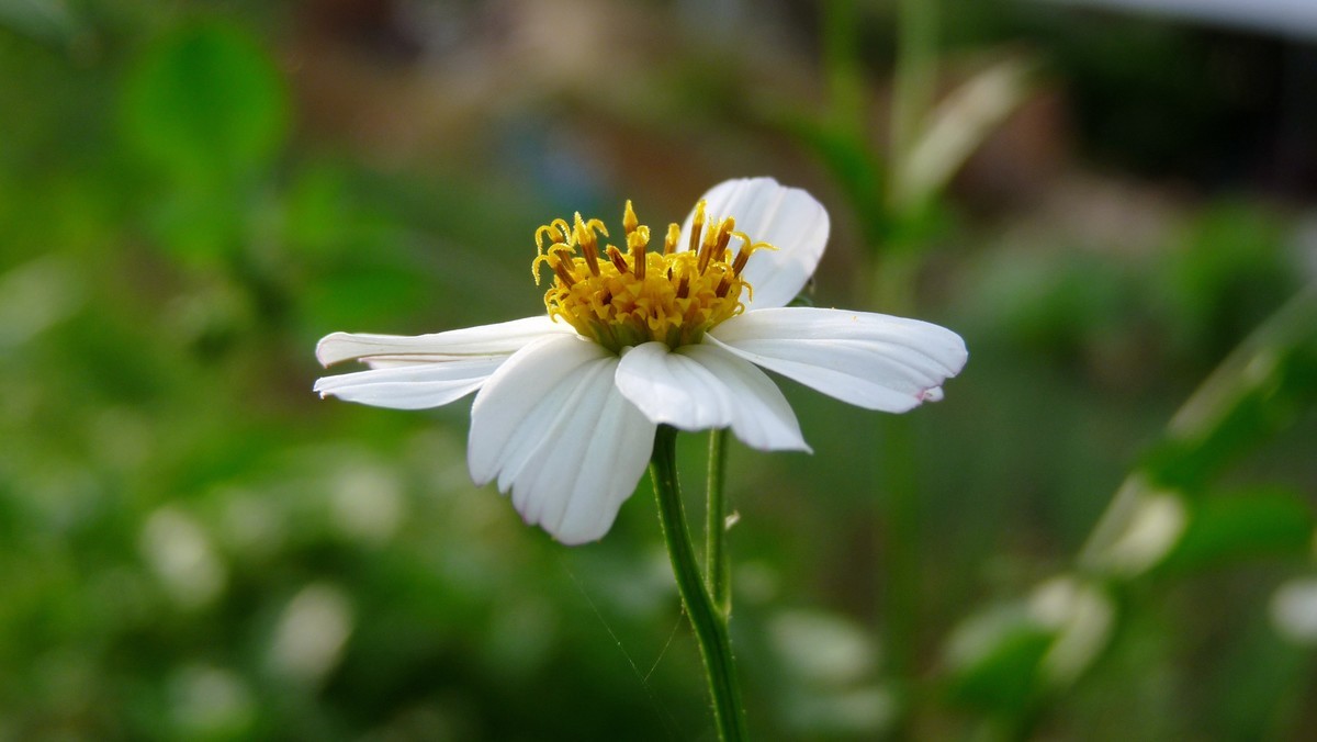 2025花季印象 -之FZ28