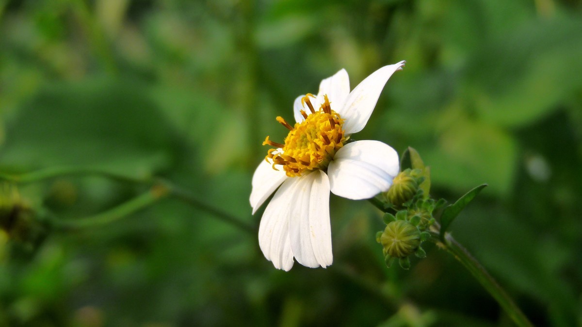 2025花季印象 -之FZ28