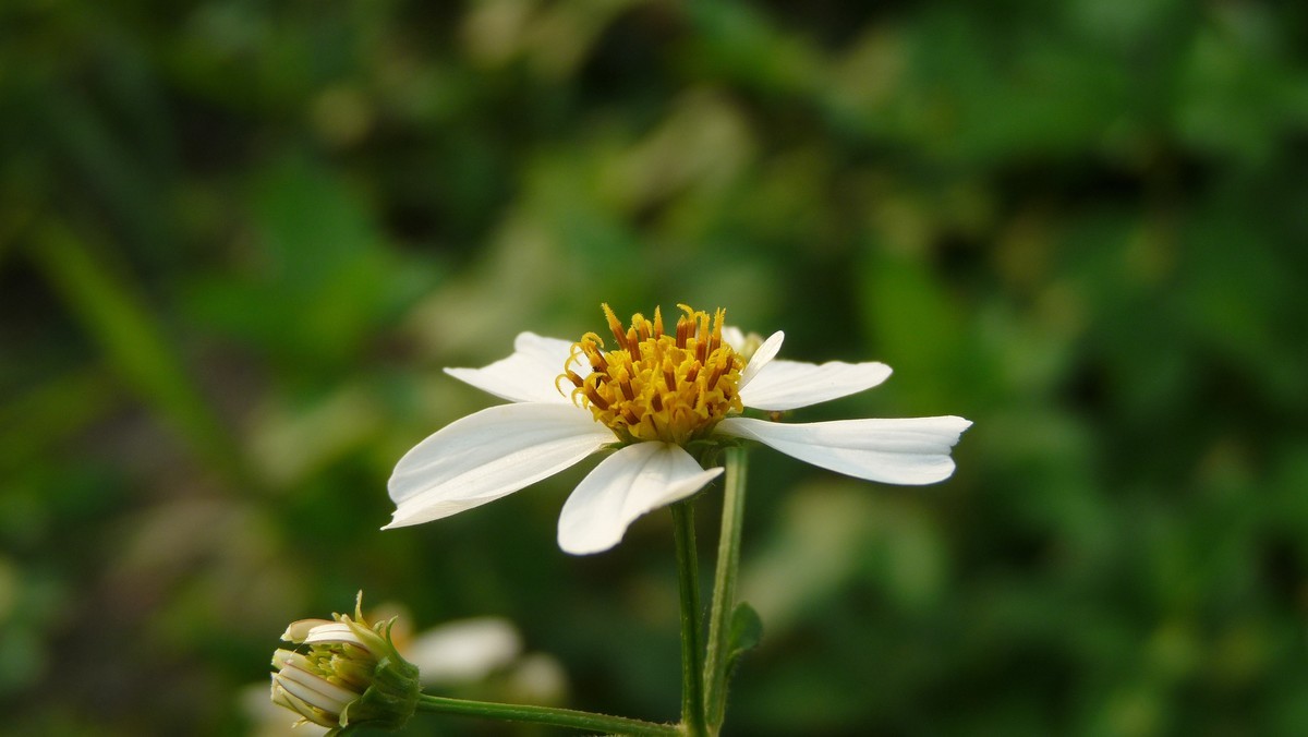 2025花季印象 -之FZ28