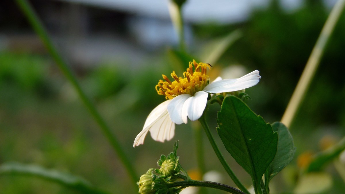 2025花季印象 -之FZ28