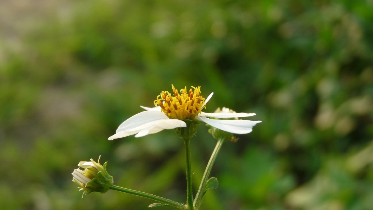 2025花季印象 -之FZ28