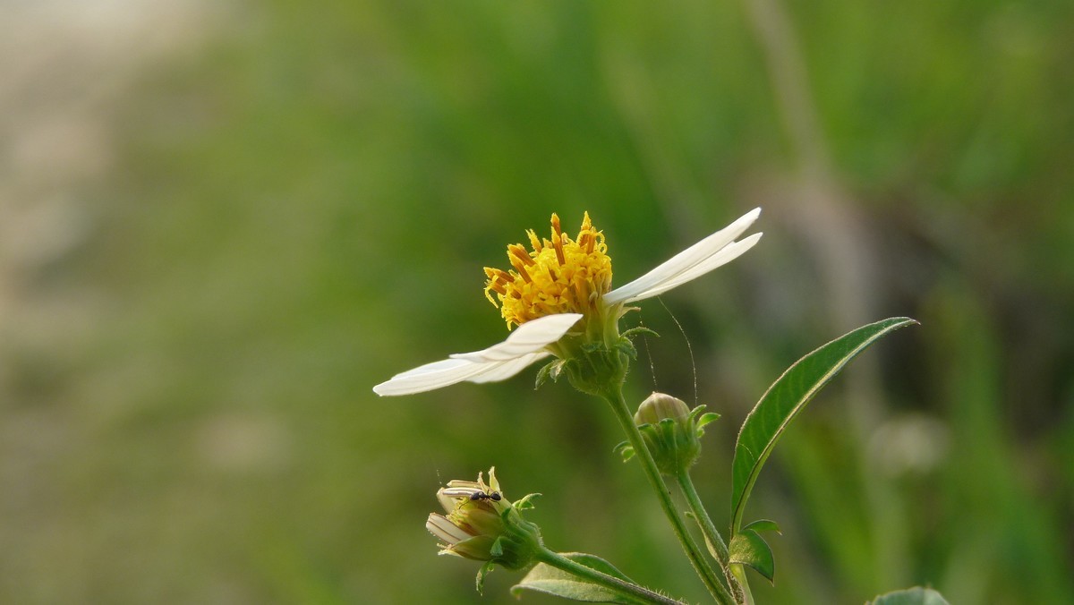 2025花季印象 -之FZ28