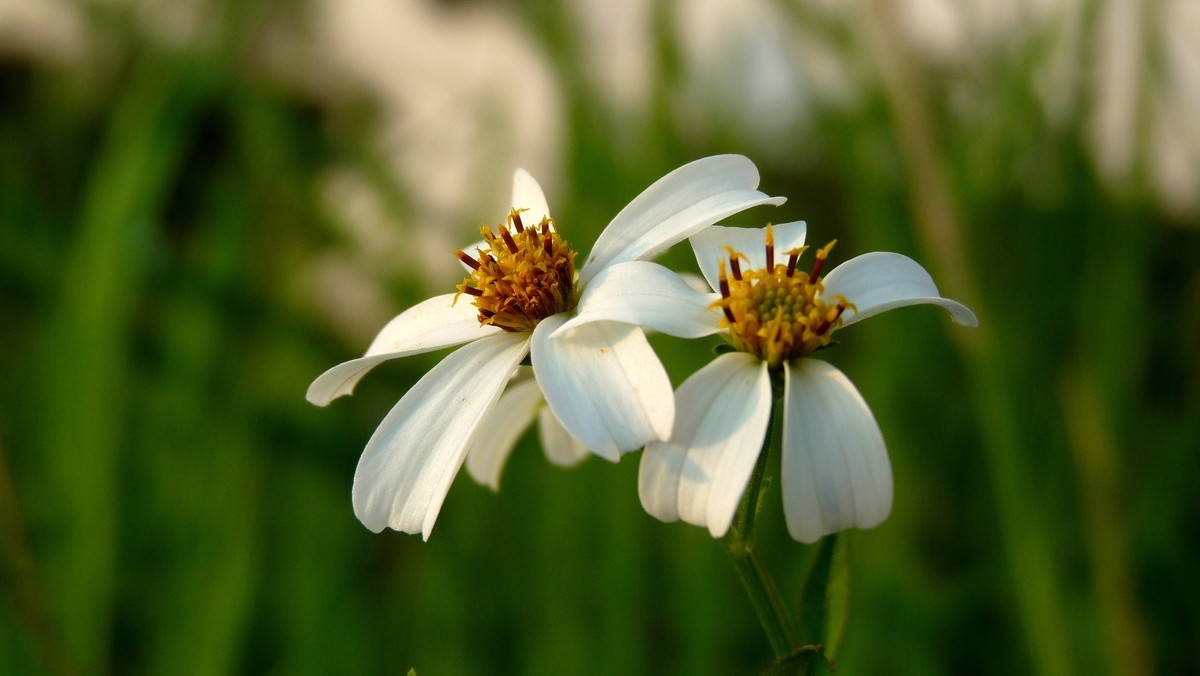 2025花季印象 -之FZ28