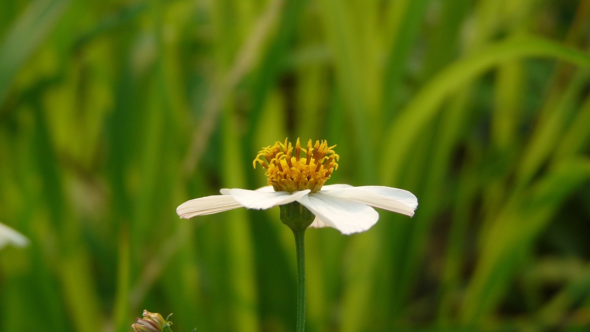 2025花季印象 -之FZ28