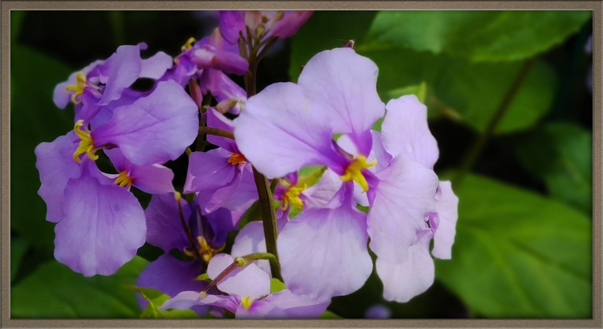 春花一组