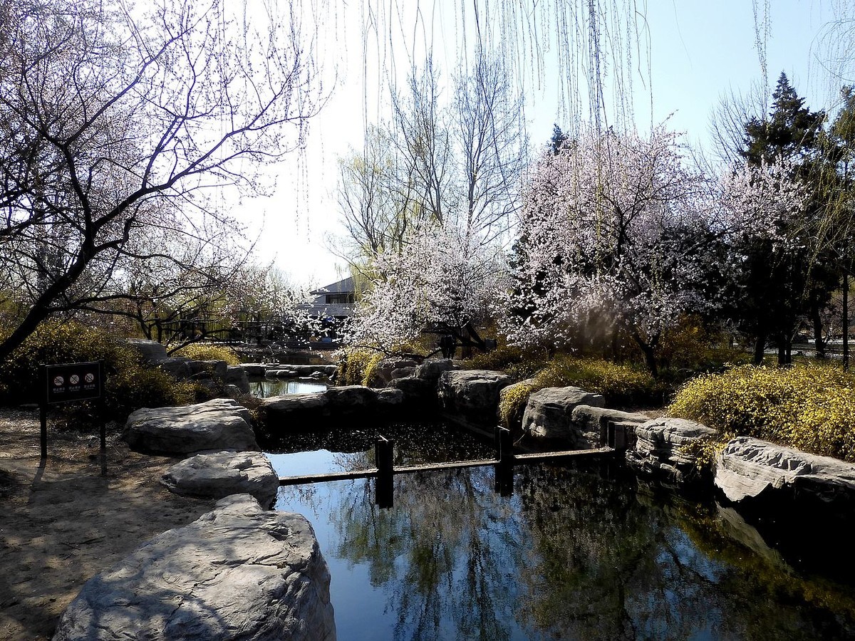 北 京 植 物 园---- 春 色