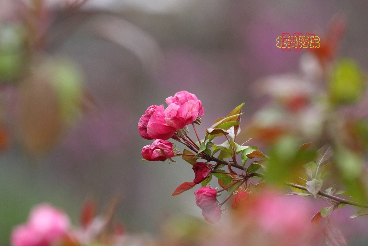 北美海棠 3【2023-0255】