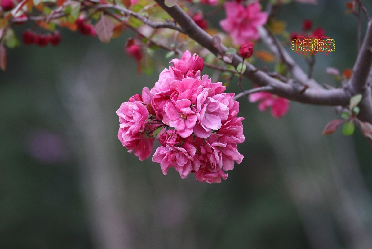 北美海棠 3【2023-0255】