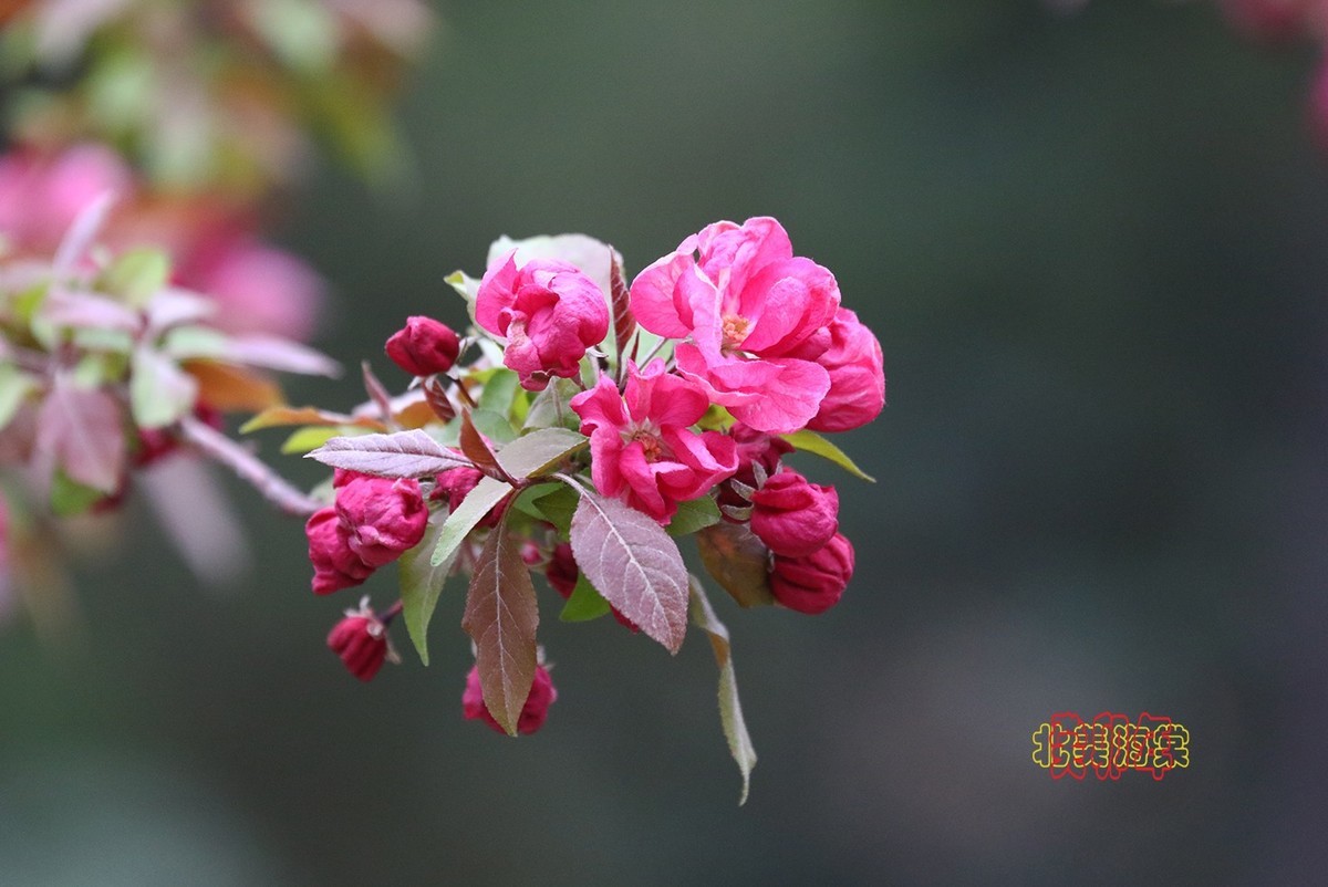 北美海棠 3【2023-0255】