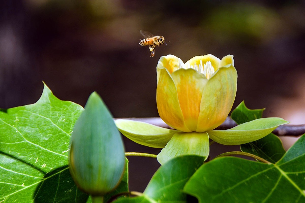 #春末夏初#——奇花异草之鹅掌楸