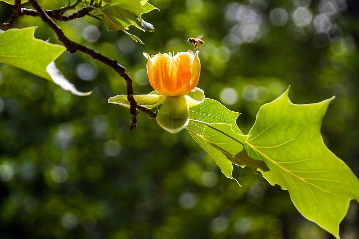 #春末夏初#——奇花异草之鹅掌楸