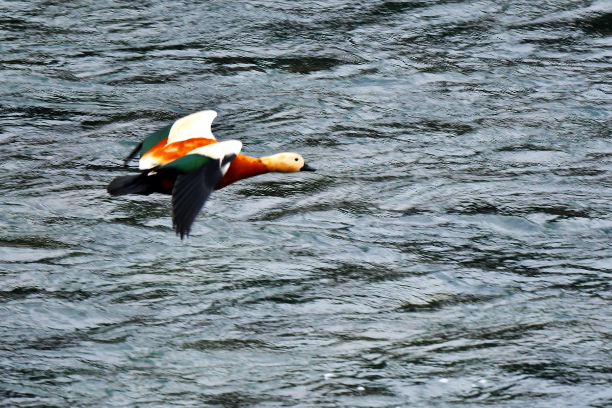 【D500】岷江上（都江堰段）飞翔的赤麻鸭