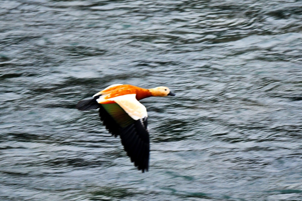 【D500】岷江上（都江堰段）飞翔的赤麻鸭