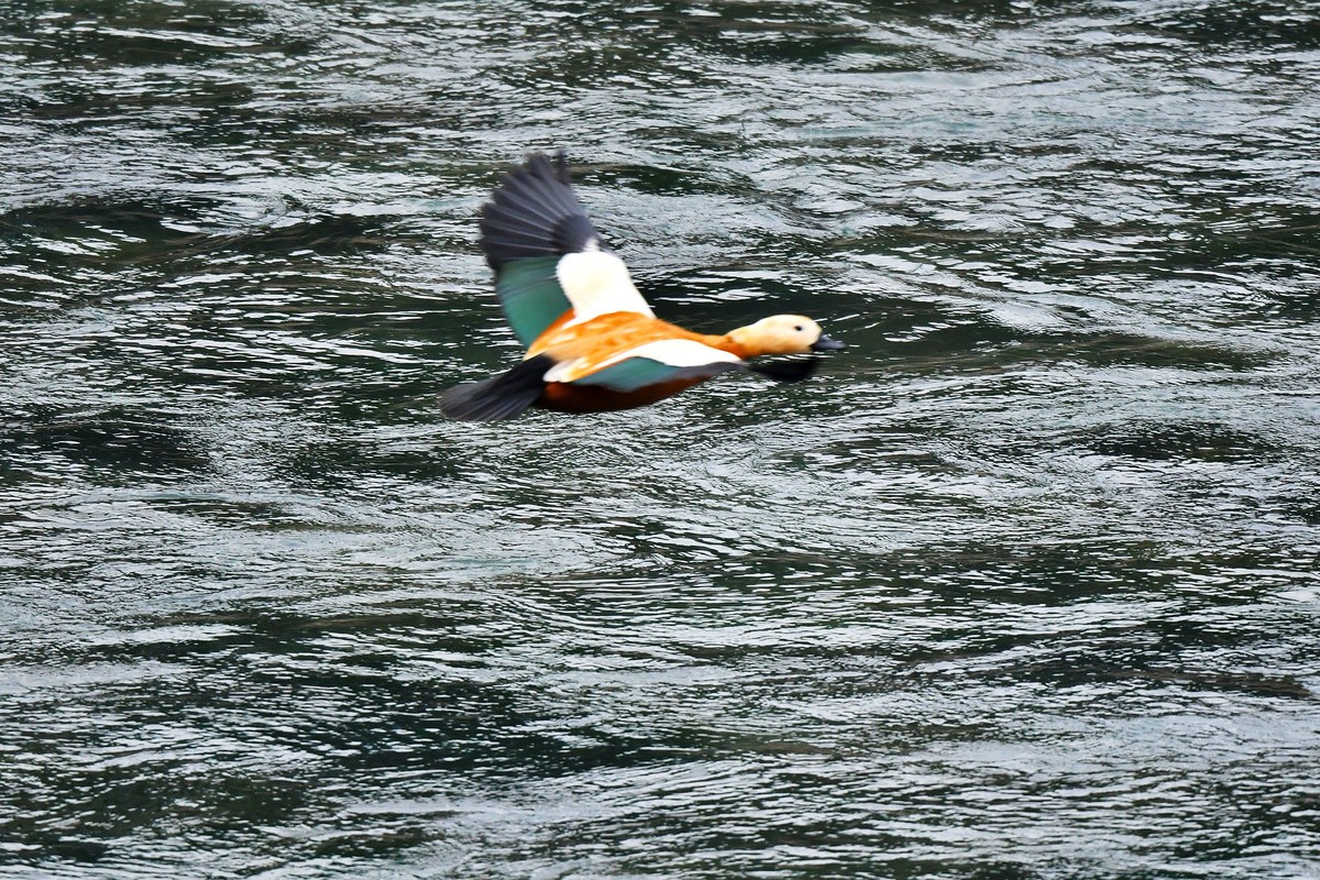 【D500】岷江上（都江堰段）飞翔的赤麻鸭